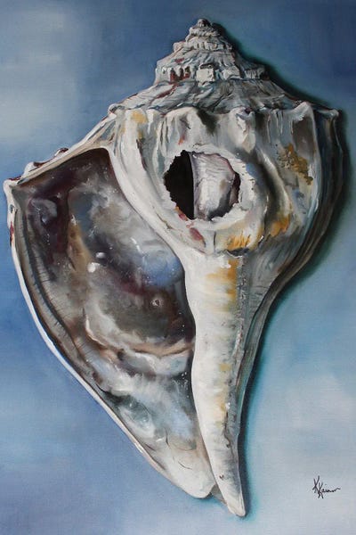 Lightning Whelk by Kristine Kainer canvas print