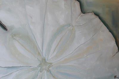 Sand Dollar by Kristine Kainer framed canvas print