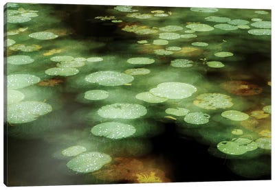 Abstract Of Lily Pads On Pond During Rain, Tawau Hills Park, Sabah, Borneo, Malaysia Canvas Art Print