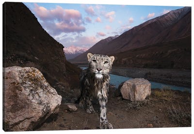 Snow Leopard Wild Female, Sarychat-Ertash Strict Nature Reserve, Tien Shan Mountains, Eastern Kyrgyzstan Canvas Art Print