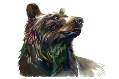 Grizzly Bear by Katy Lipscomb canvas print