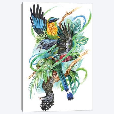 Costa Rican Birds Canvas Print #KLI22} by Katy Lipscomb Canvas Art Print