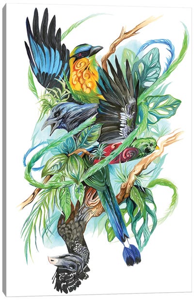 Costa Rican Birds Canvas Art Print - Katy Lipscomb