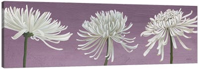 Morning Chrysanthemums V Lavender Canvas Art Print - Kathrine Lovell