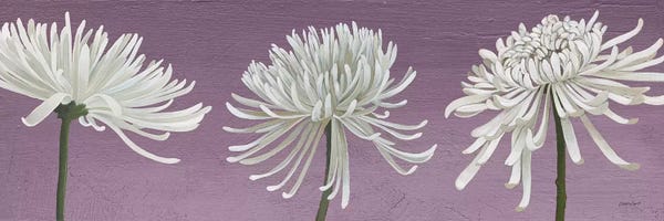 Chrysanthemums: Morning Chrysanthemums V Lavender by Kathrine Lovell