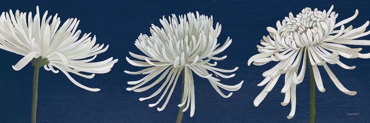 Morning Chrysanthemums V Dark Blue