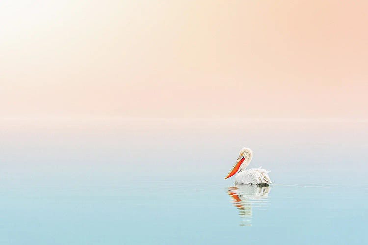 Pelican In The Ocean