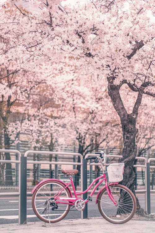 Pink Bike Under Cherry Trees