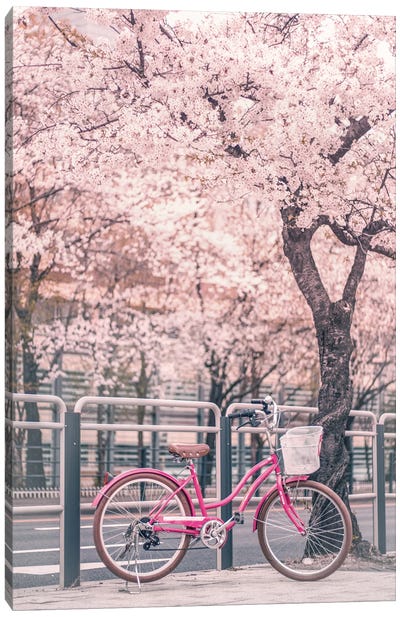 Pink Bike Under Cherry Trees Canvas Art Print - Cherry Blossom Art