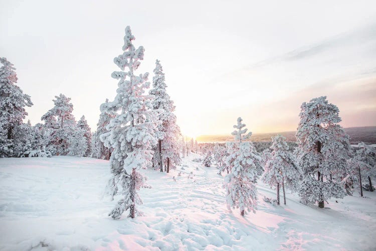 Pink Pine Tree Winter Landscape