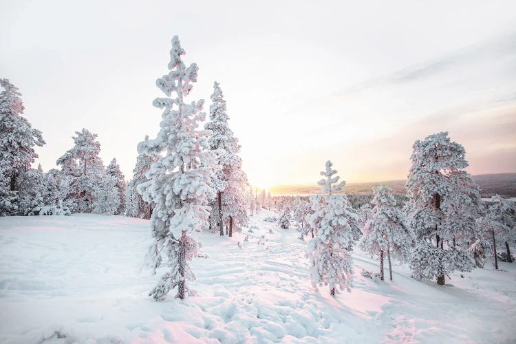 Pink Pine Tree Winter Landscape by Karen Mandau wall art