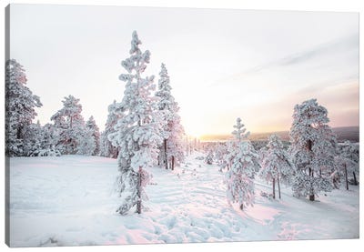 Pink Pine Tree Winter Landscape Canvas Art Print - Karen Mandau