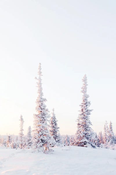 Pink Pine Trees by Karen Mandau art print