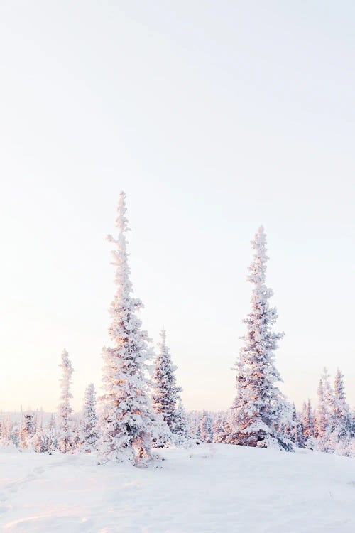 Pink Pine Trees