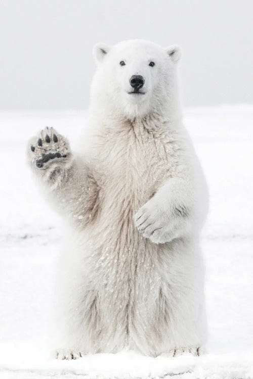 Polar Bear I