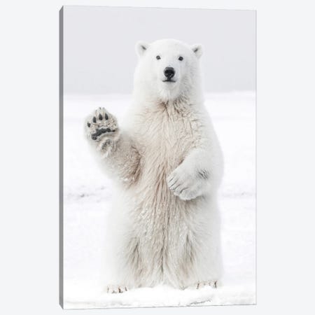 Polar Bear I Canvas Print #KMD120} by Karen Mandau Canvas Print