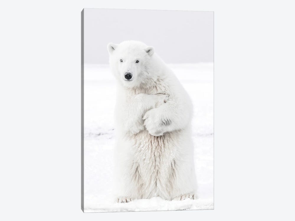 Polar Bear II by Karen Mandau 1-piece Canvas Print