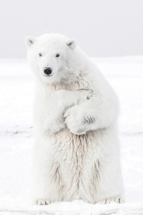 Polar Bear II