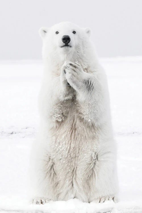 Polar Bear III