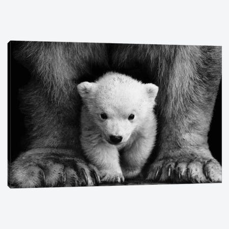 Polar Bear Cub Canvas Print #KMD123} by Karen Mandau Canvas Print
