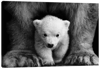 Polar Bear Cub Canvas Art Print - Karen Mandau