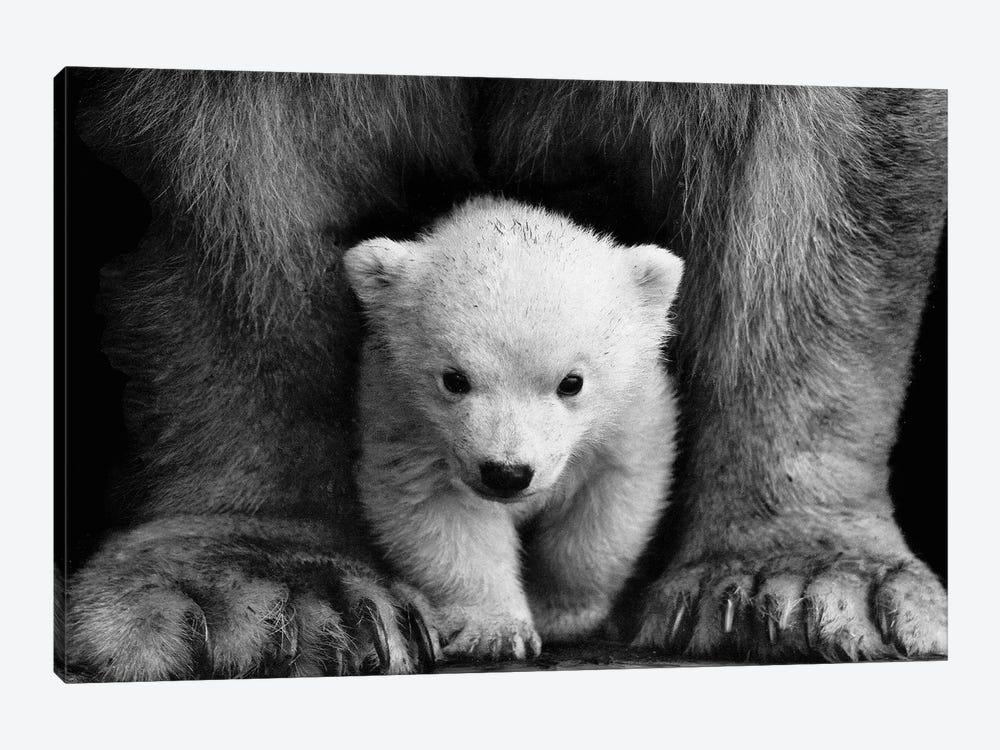Polar Bear Cub by Karen Mandau 1-piece Canvas Print