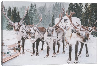 Reindeer Group In The Forest Canvas Art Print - Winter Art