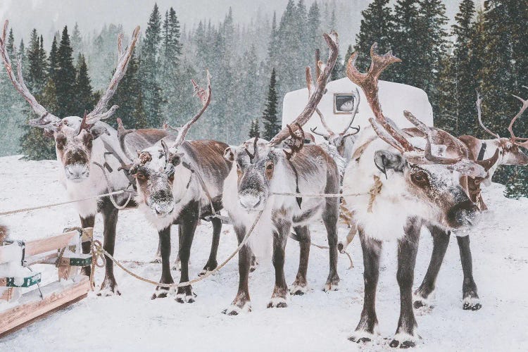 Reindeer Group In The Forest