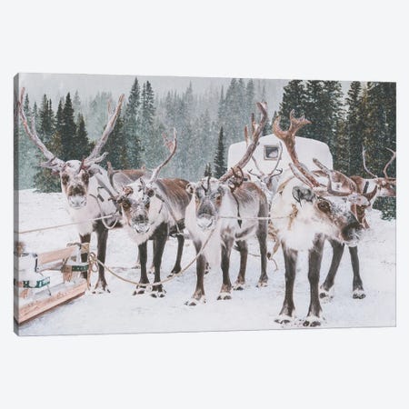 Reindeer Group In The Forest Canvas Print #KMD129} by Karen Mandau Art Print
