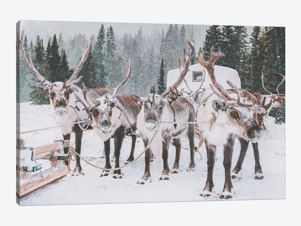 Reindeer Group In The Forest by Karen Mandau 1-piece Canvas Art Print