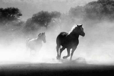 Running Horses Black And White by Karen Mandau canvas print