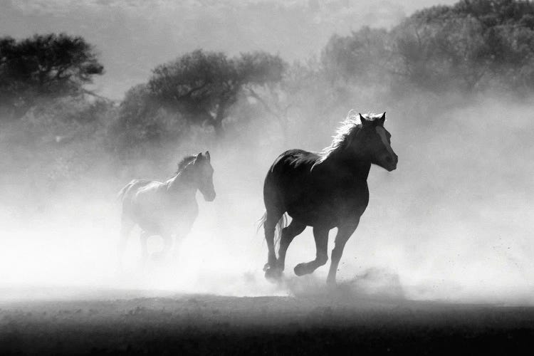 Running Horses Black And White