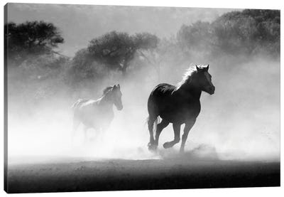 Running Horses Black And White Canvas Art Print - Karen Mandau