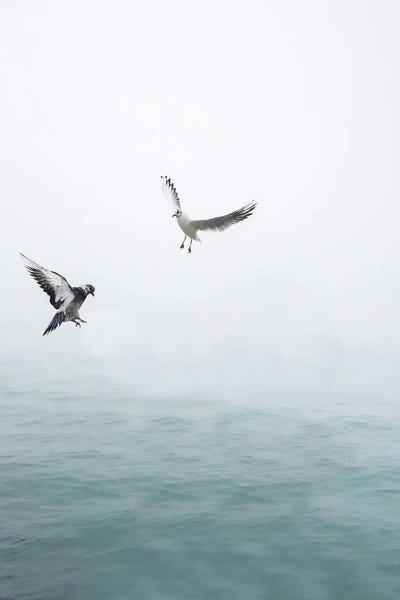 Seagulls Flying Over The Ocean by Karen Mandau art print