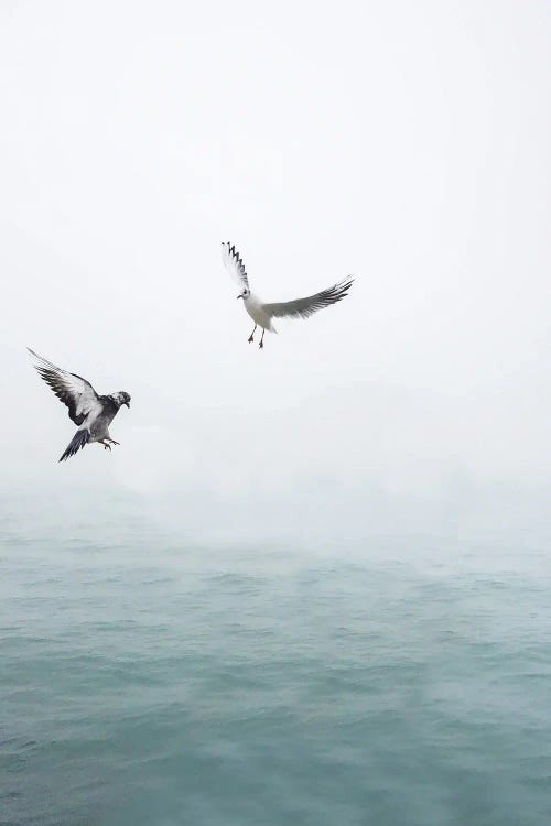 Seagulls Flying Over The Ocean