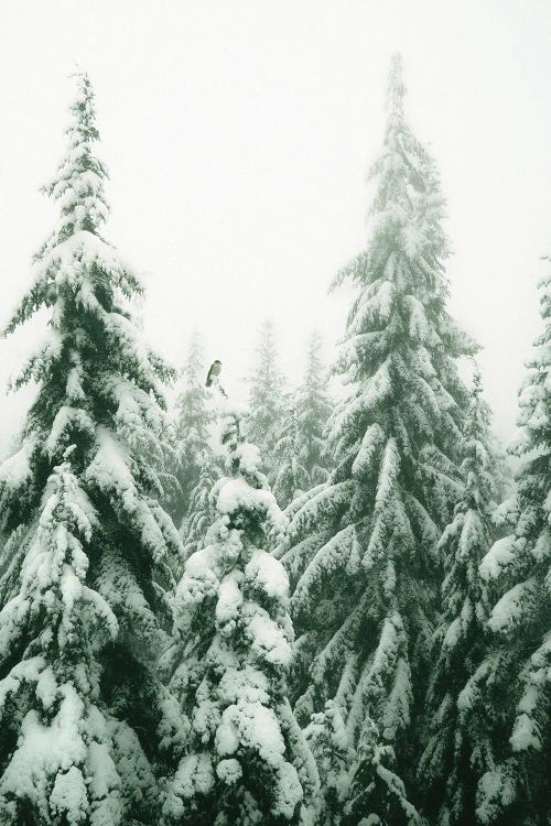 Snowy Pine Trees With Bird