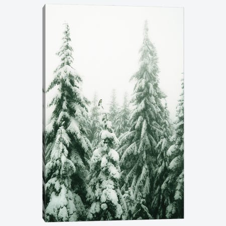 Snowy Pine Trees With Bird Canvas Print #KMD142} by Karen Mandau Canvas Art Print