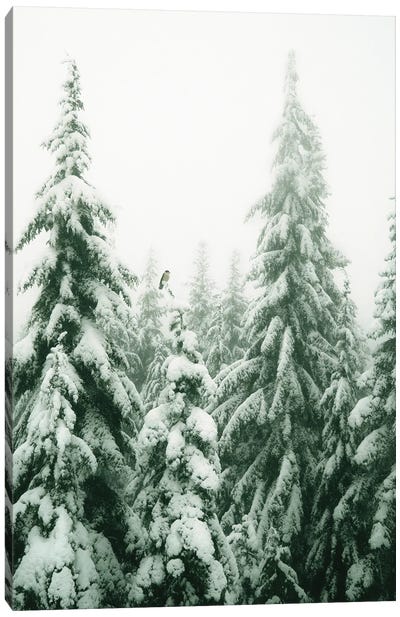 Snowy Pine Trees With Bird Canvas Art Print - Karen Mandau