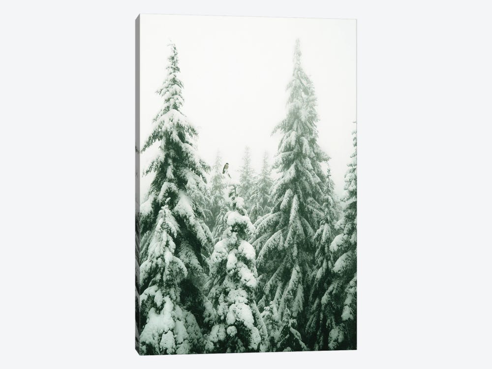Snowy Pine Trees With Bird by Karen Mandau 1-piece Canvas Wall Art
