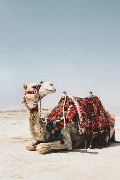 White Camel by Karen Mandau wall art