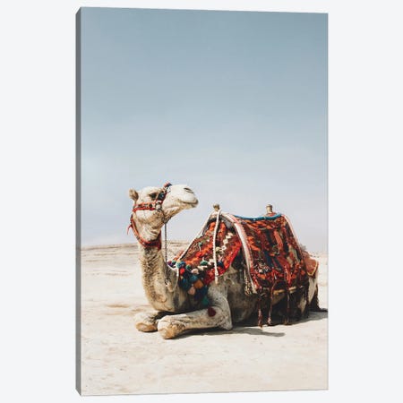 White Camel Canvas Print #KMD155} by Karen Mandau Art Print