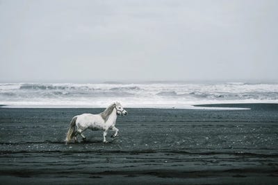 White Horse On A Black Sand Beach In Iceland by Karen Mandau canvas print