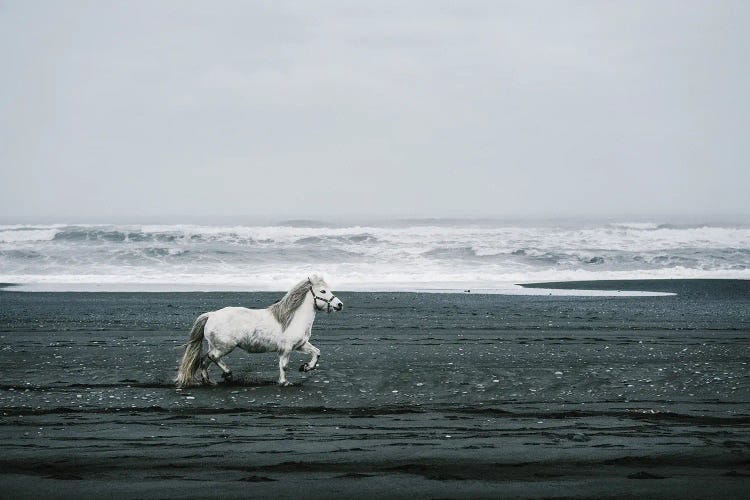 White Horse On A Black Sand Beach In Iceland