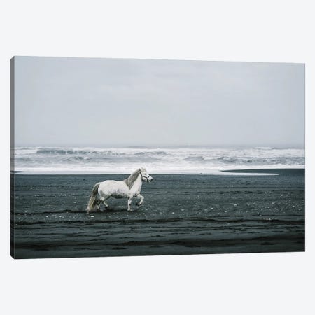 White Horse On A Black Sand Beach In Iceland Canvas Print #KMD156} by Karen Mandau Art Print