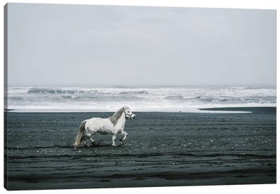 White Horse On A Black Sand Beach In Iceland Canvas Art Print - Karen Mandau