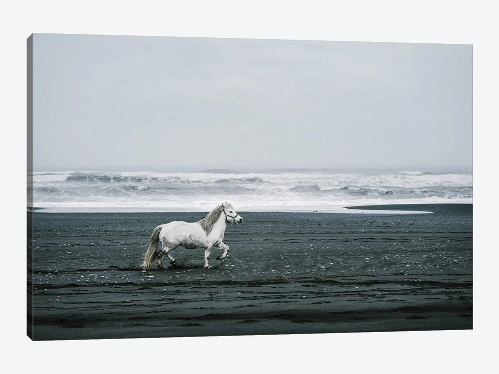 White Horse On A Black Sand Beach In Iceland by Karen Mandau 1-piece Art Print