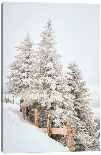 White Pine Trees With A Fence Canvas Art Print - Winter Art