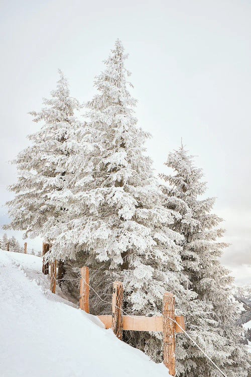 White Pine Trees With A Fence