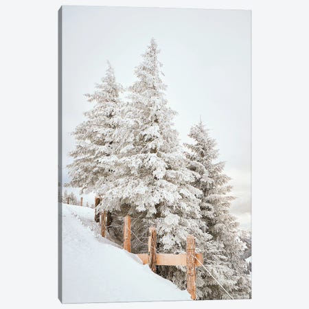 White Pine Trees With A Fence Canvas Print #KMD157} by Karen Mandau Art Print