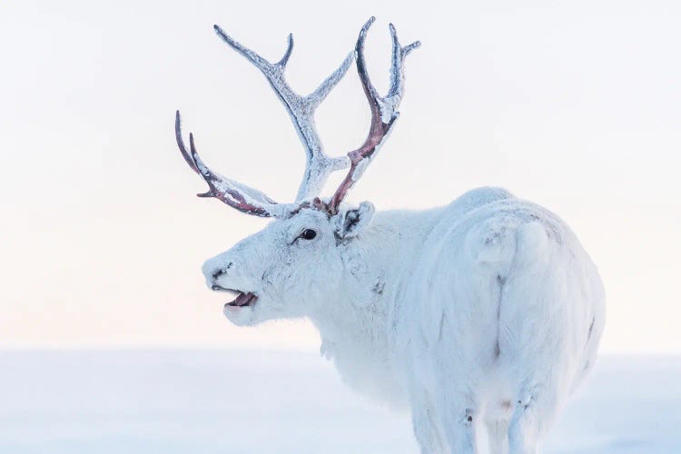 White Reindeer